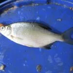 brème de pêche à la perle brème de pêche à la perle