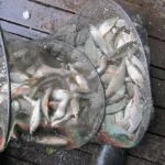 Fantastique bourriche gardon de pêche à la perle Fantastique bourriche gardon de pêche à la perle