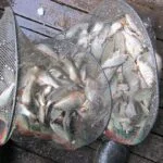 Fantastique bourriche gardon de pêche à la perle Fantastique bourriche gardon de pêche à la perle