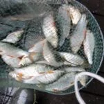 bourriche de la pêche à la perle bourriche de la pêche à la perle