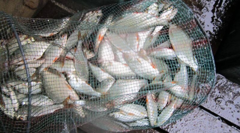 L'importance de ma plombée lors de la pêche à la perle