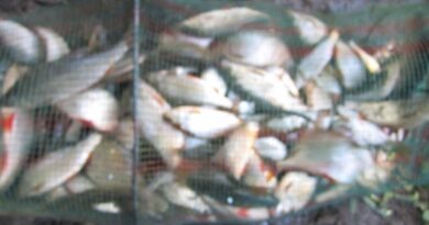 bourriche de la pêche à la perle