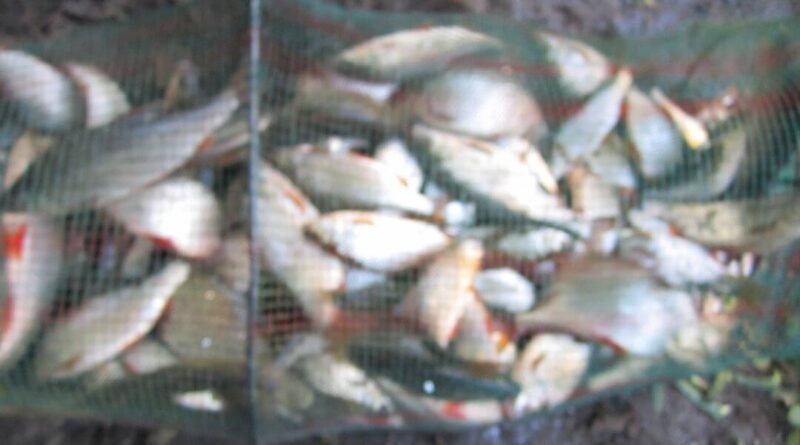 bourriche de la pêche à la perle