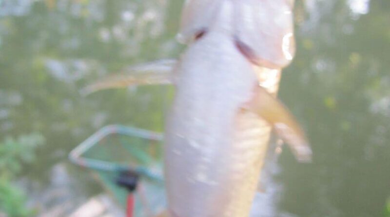 Gardon de 26 cm à la pêche à la perle