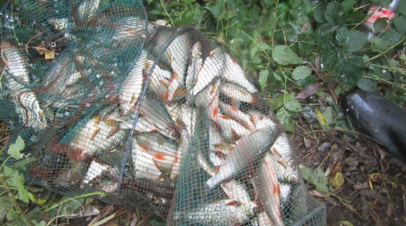 Formidable pêche avec des gardons exceptionnels