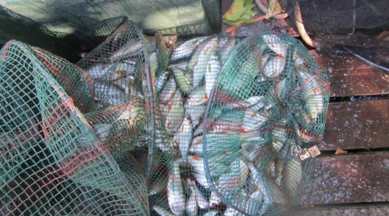 Fantastique bourriche gardon de pêche à la perle