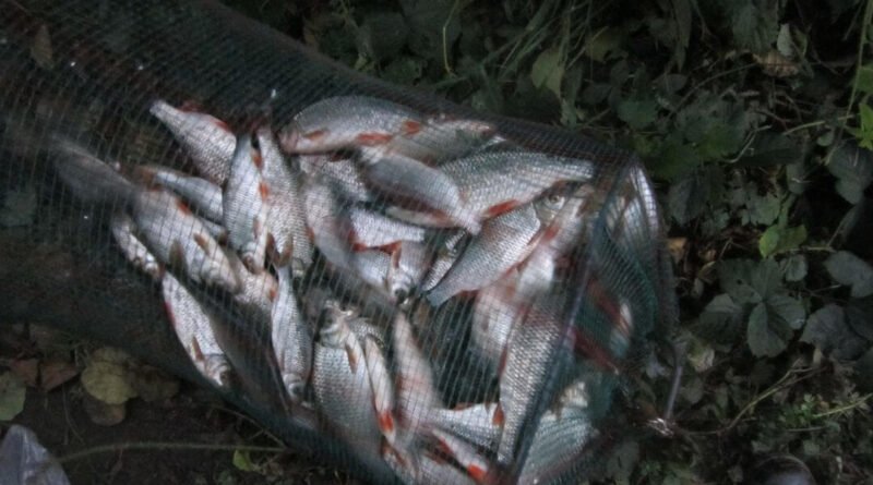Incroyable pêche à la perle de gardons dans la rivière eau heure