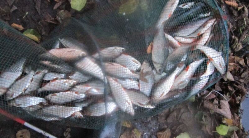 bourriche de la pêche à la perle