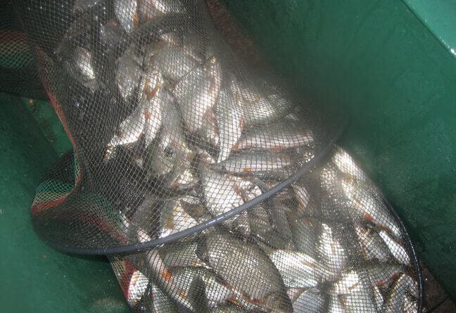 Monstrueuse bourriche gardon de pêche à la perle dans ma barque à l'Abbaye d'Aulne