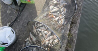 Immense bourriche gardon de pêche à la perle