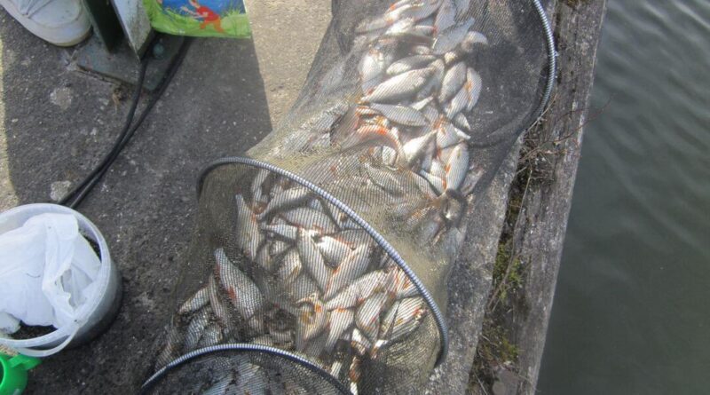 pêche record de gardons à la perle