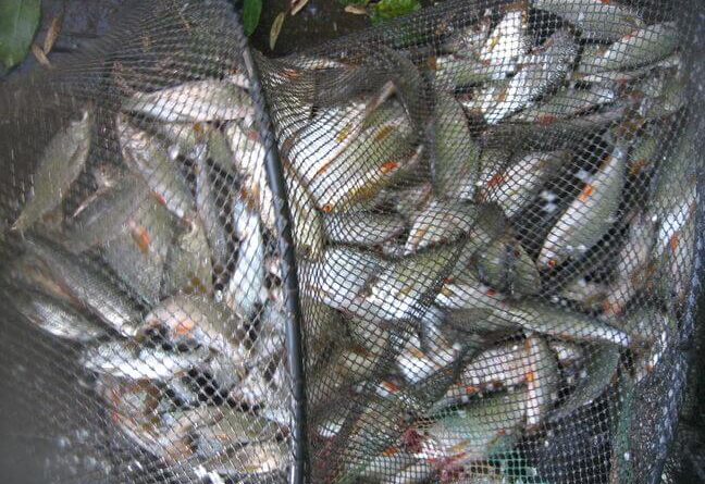 Immense bourriche gardon de pêche à la perle
