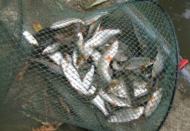 la-technique-de-peche-avec-lindicateur-et-la-perle-parfaite