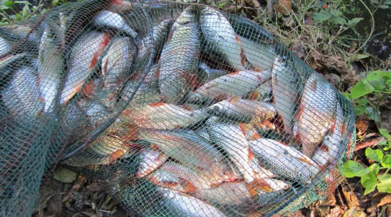 Magnifique bourriche gardon de pêche à la perle