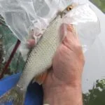 Gardon de 24 cm à la pêche à la perle