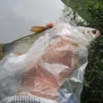 Gardon de 24 cm à la pêche à la perle