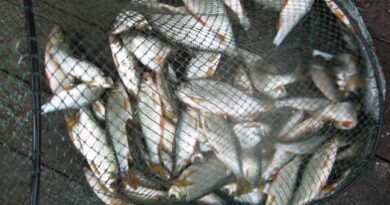 bourriche de la pêche à la perle