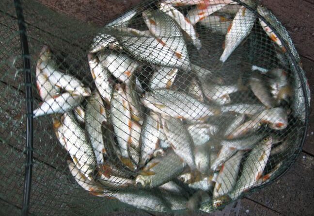 L'importance du montage de la ligne dans la pêche à la perle