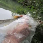 Gardon de 24 cm à la pêche à la perle