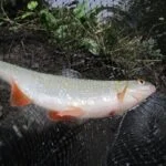 Gardon de 34 cm à la pêche à la perle