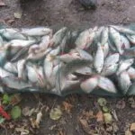 Exeptionnelle bourriche gardon de pêche à la perle