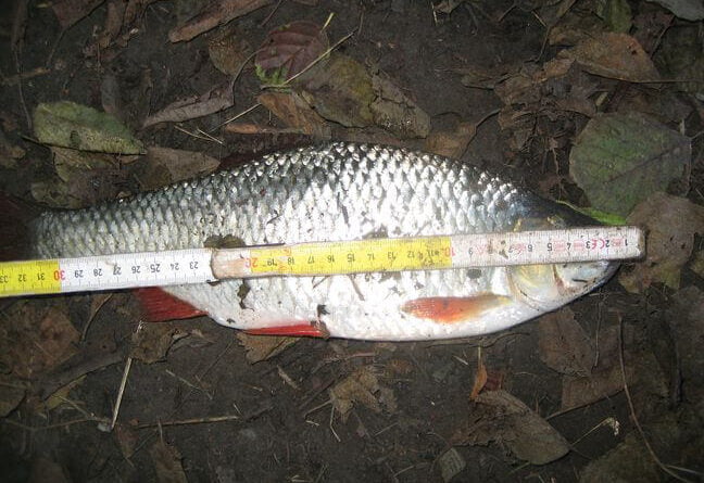 gardons hors normes pour la pêche à la perle