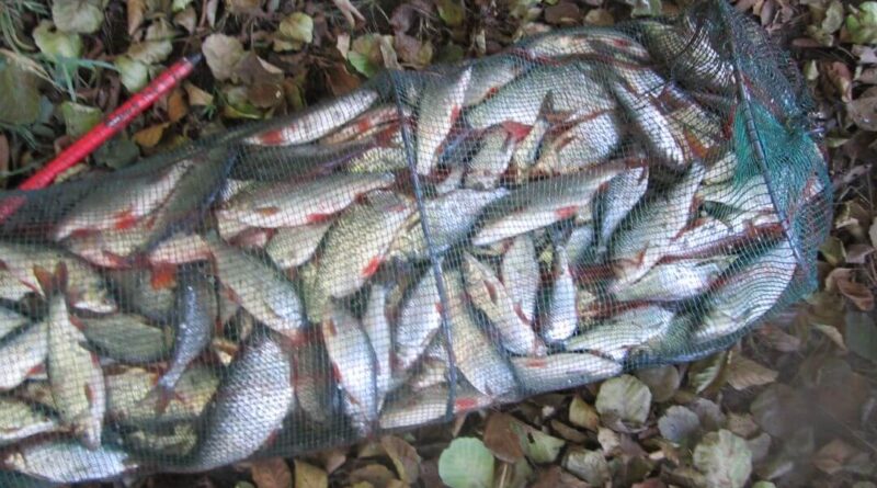 Merveilleuse bourriche gardon de pêche à la perle
