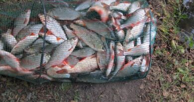 Immense bourriche gardon de pêche à la perle