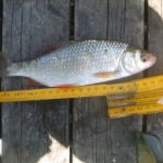 Exceptionnel gardon de 26 cm à la pêche à la perle