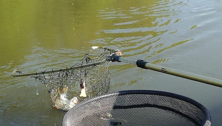 Belle pêche de 20 gardons par heure