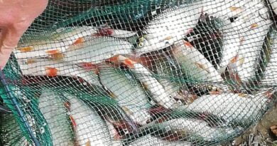 bourriche de la pêche à la perle