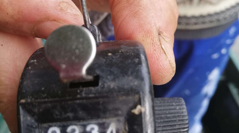 Compteur de 234 gardons pêche à la perle