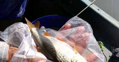 Superbe gardon de 24 cm à la pêche à la perle