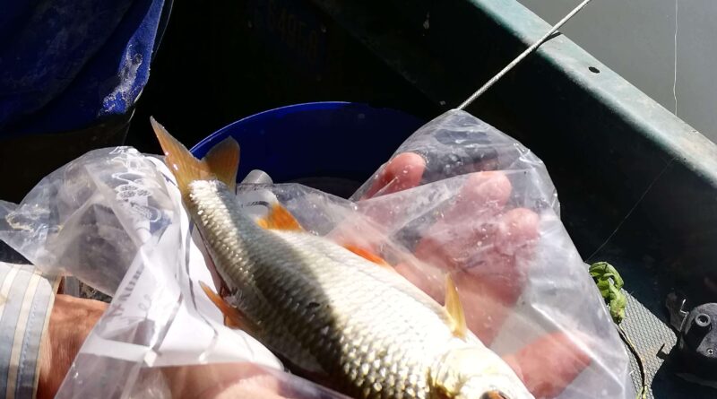 Superbe gardon de 24 cm à la pêche à la perle
