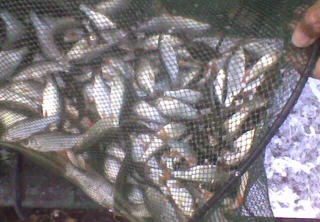 Fabuleuse bourriche gardon de pêche à la perle