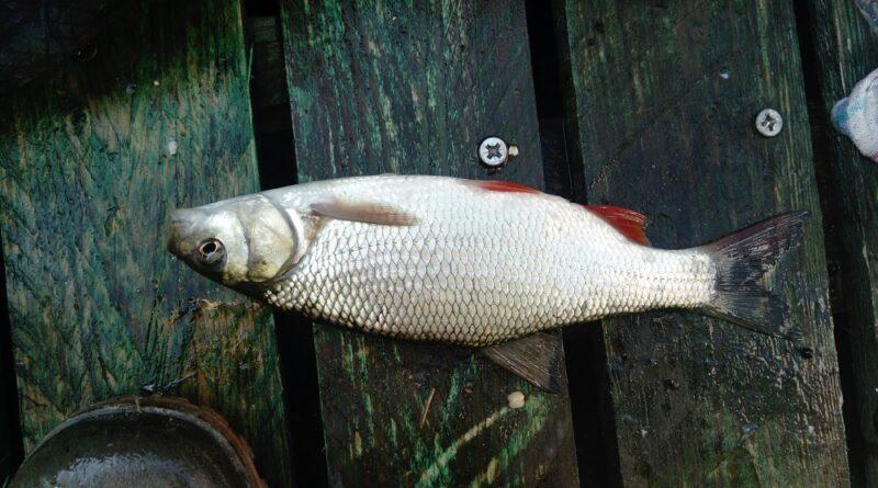 Tres beau poisson de 30 cm