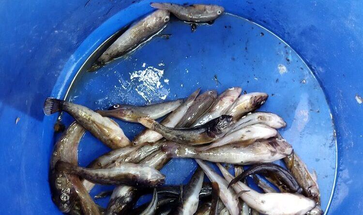 Sceau de gobie en sambre