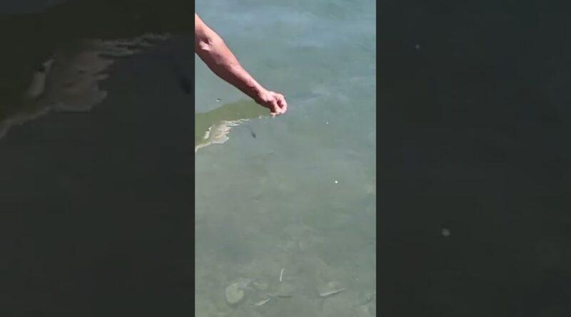 La pêche a la perle en croatie la newsletter d'octobre