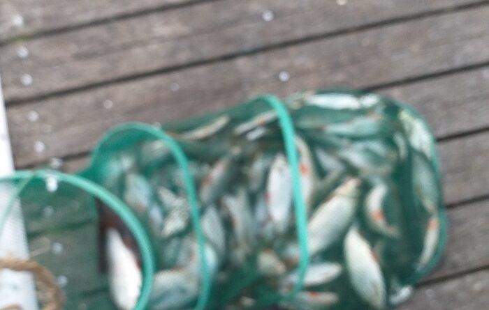 bourriche de pêche à la perle