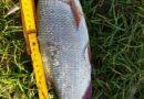 ide-de-peche-perle-de-34-cm-2