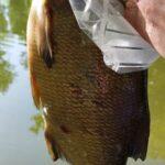 Aventure-de-pêche-à-la-perle-à-l'Abbaye-d'Aulne-Victoire-avec-une-brème Aventure-de-pêche-à-la-perle-à-l'Abbaye-d'Aulne-Victoire-avec-une-brème