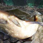 Capture-de-brème-à l'Abbaye-d'Aulne-Une pêche-fructueuse Capture-de-brème-à l'Abbaye-d'Aulne-Une pêche-fructueuse