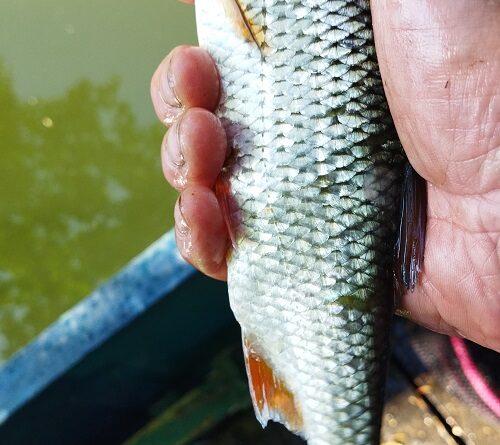 tres beau gardon a landelie malgre les frustrations