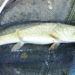 Brochet capturé à la perle de 83 cm Brochet capturé à la perle de 83 cm