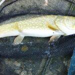 Brochet de 83 cm capturé à la perle Brochet de 83 cm capturé à la perle