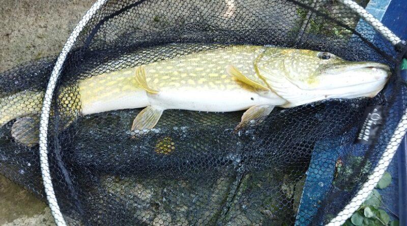 Brochet capturédurant ma session de pêche à la perle à la perle de 83 cm