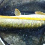 Brochet capturé à la perle de 83 cm Brochet capturé à la perle de 83 cm