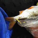 Le-gardon-Beauté-paisible-à-l'Abbaye-d'Aulne Le-gardon-Beauté-paisible-à-l'Abbaye-d'Aulne