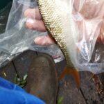Capture exceptionnelle de beaux gardons lors d'une sortie de pêche à la perle Capture exceptionnelle de beaux gardons lors d'une sortie de pêche à la perle
