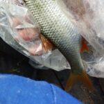 La splendeur d'un gardon capturé lors d'une sortie de pêche à la perle La splendeur d'un gardon capturé lors d'une sortie de pêche à la perle